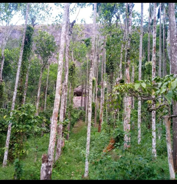 Wayanad Snow Vibes Villa Витири Екстериор снимка